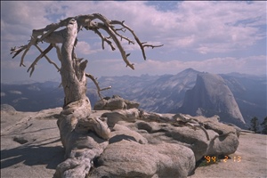 9708 4409 yosemiteIMG0006.jpg